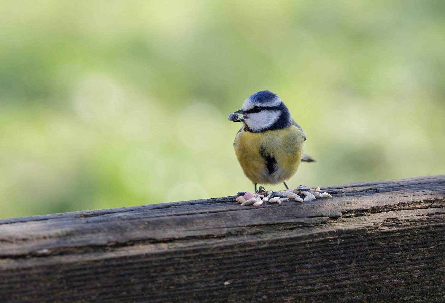Eurasian Blue Tit - Photo 3