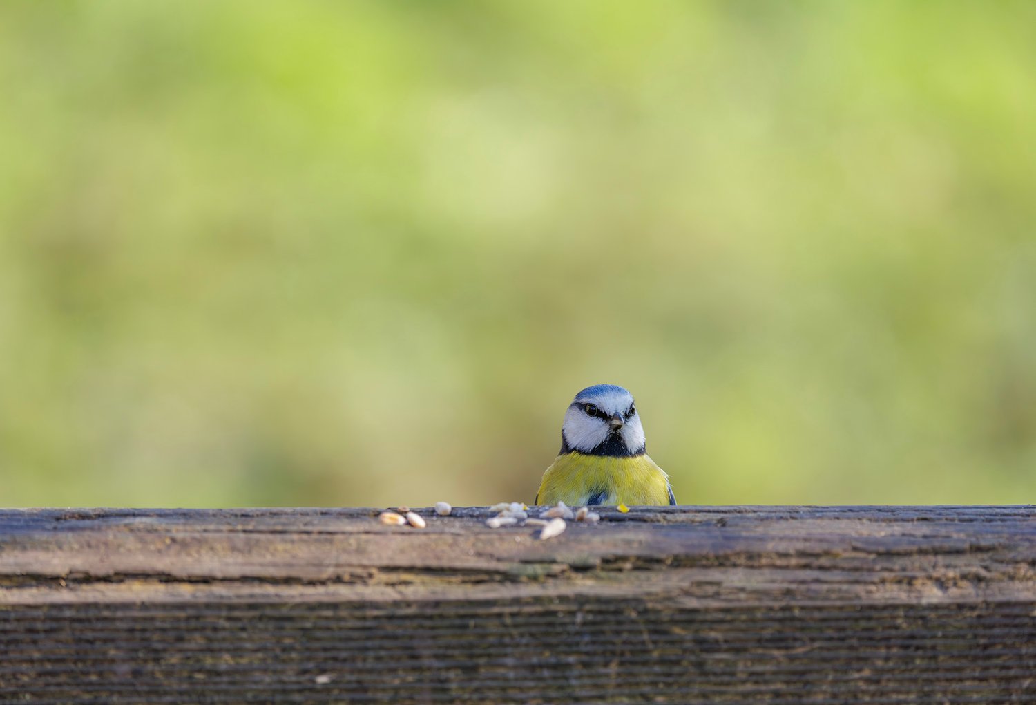 Eurasian Blue Tit - Photo 4