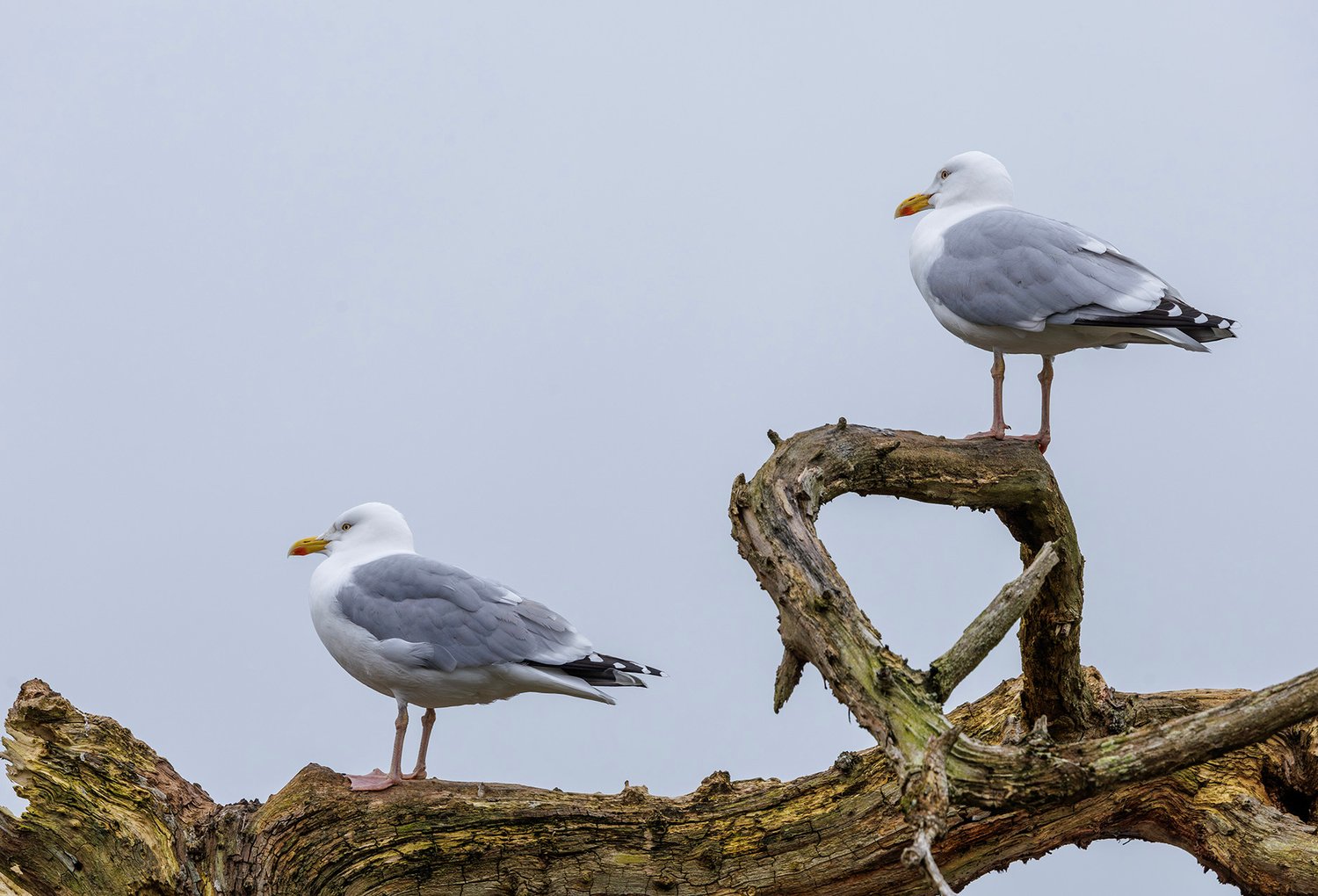 European Herring Gull - Photo 1