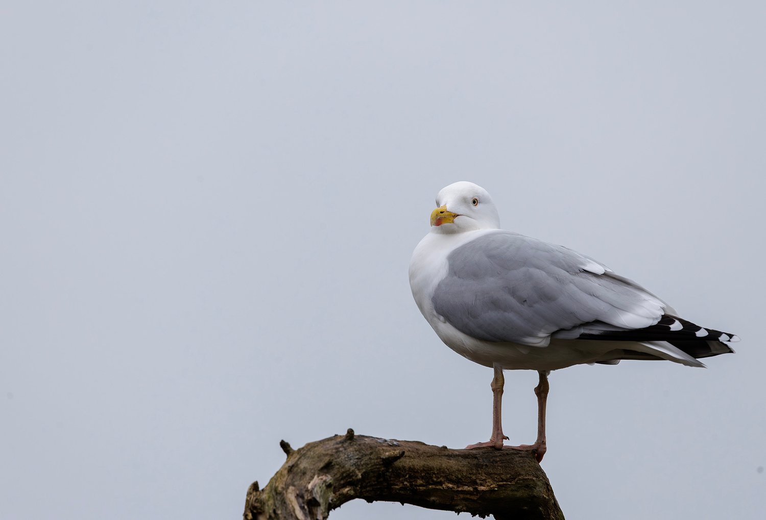 European Herring Gull - Photo 2