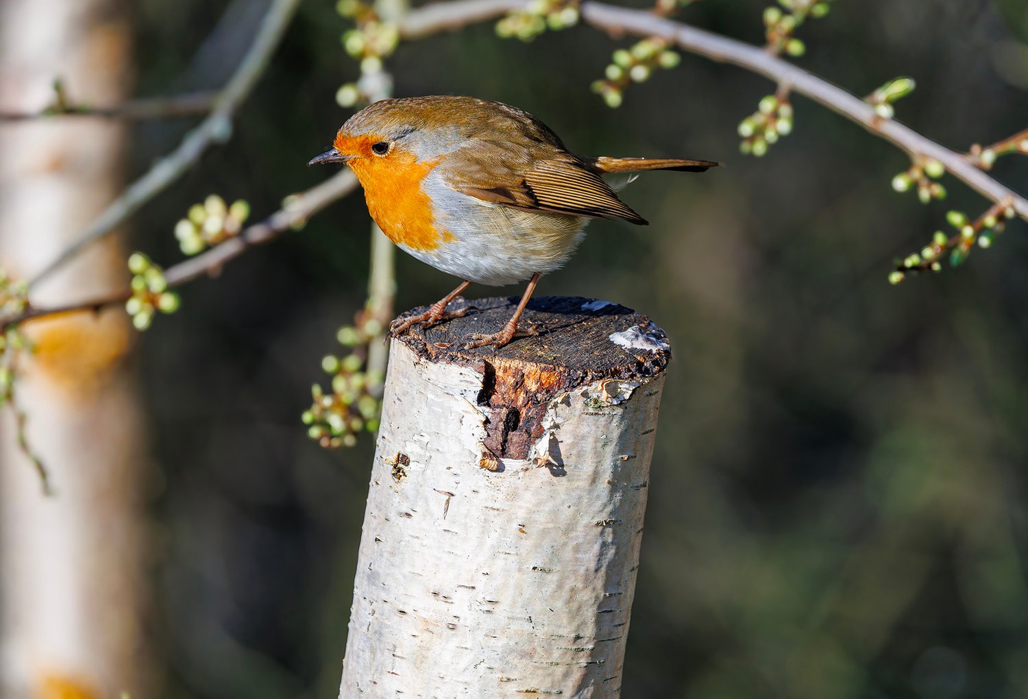 European Robin - Photo 1