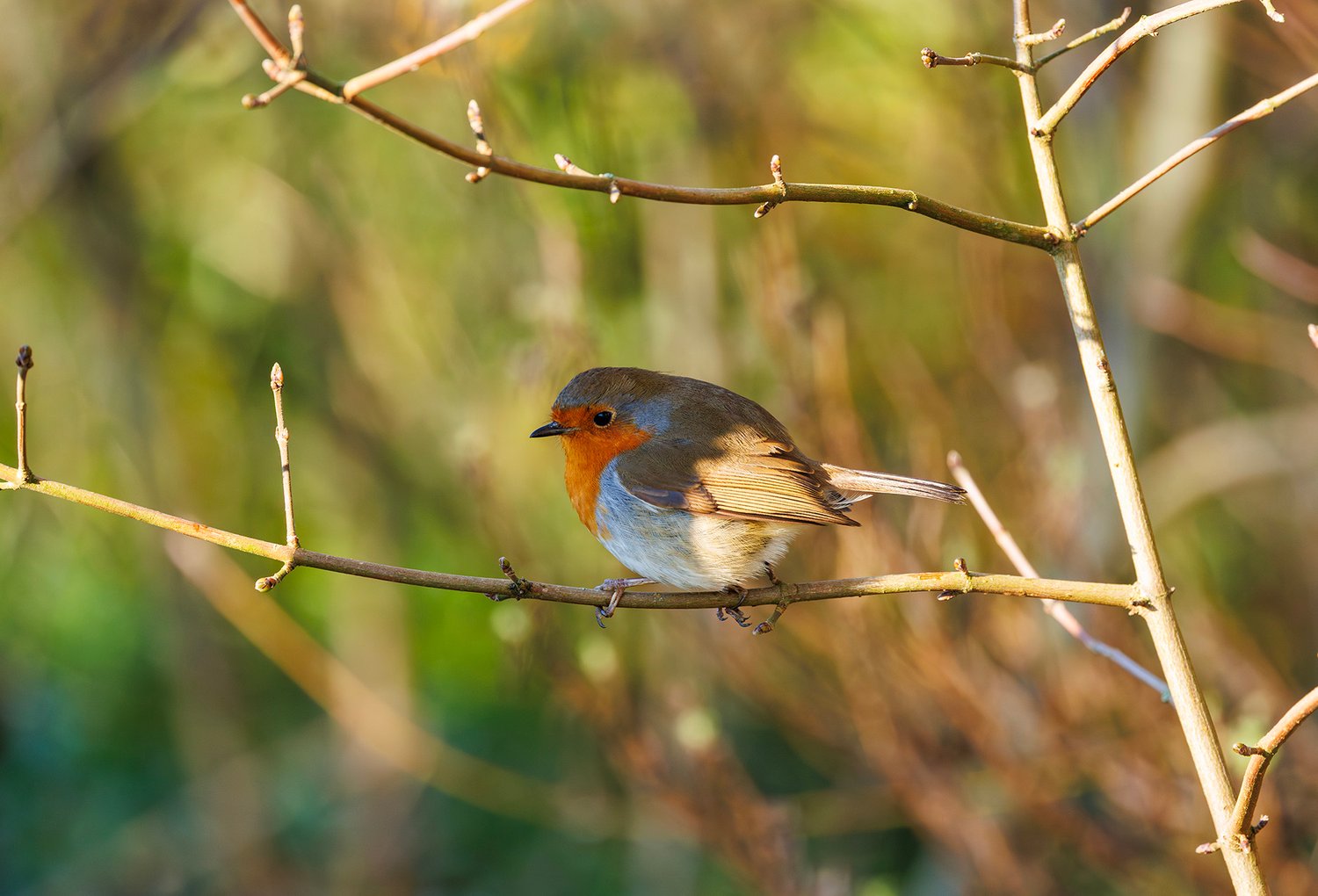 European Robin - Photo 3