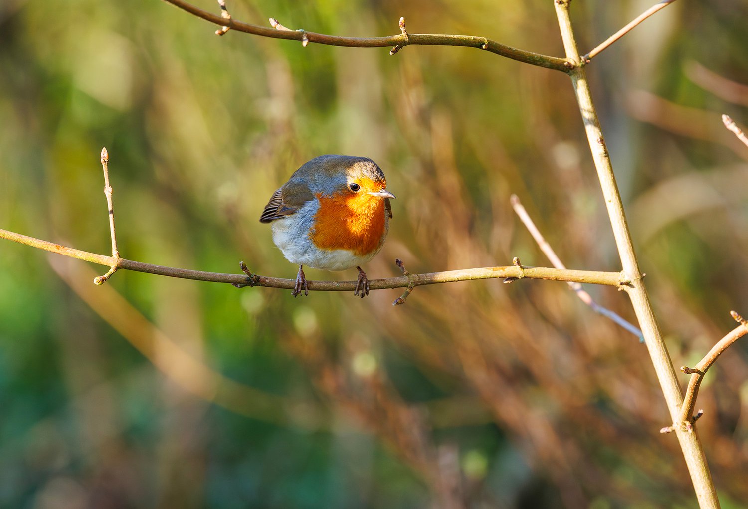 European Robin - Photo 4