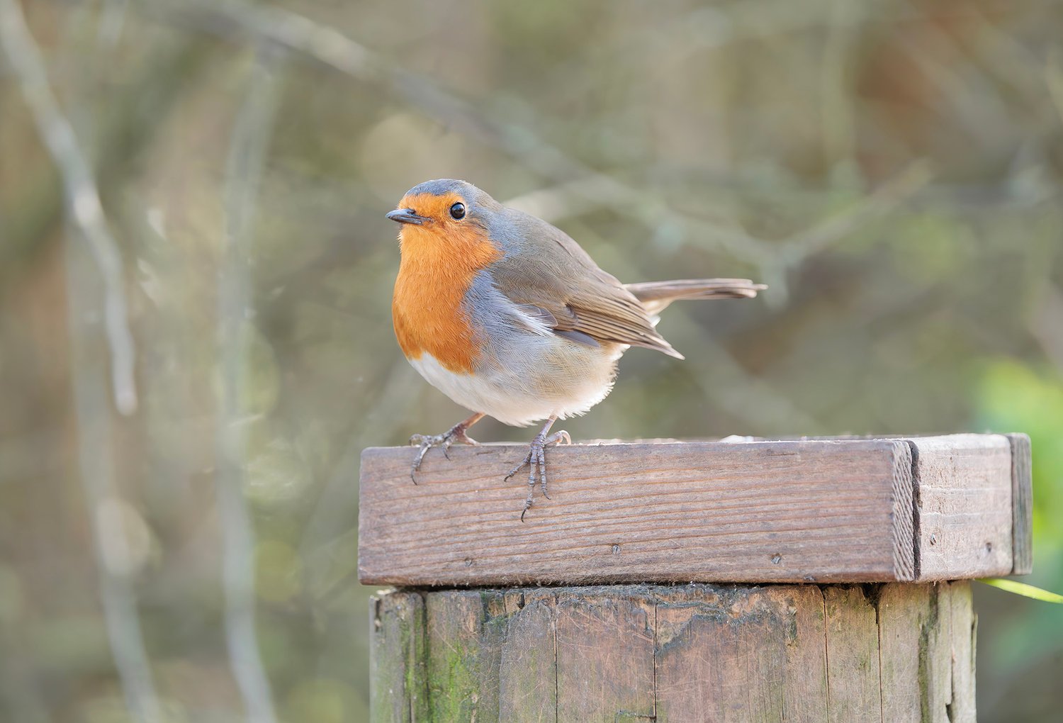 European Robin - Photo 6