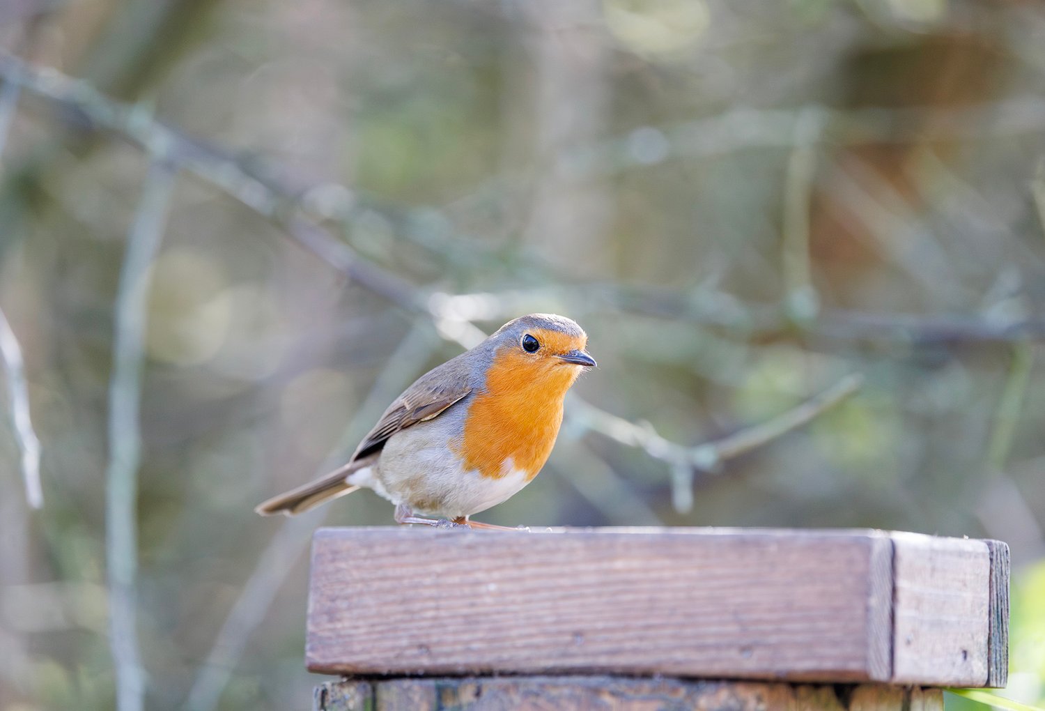 European Robin - Photo 7