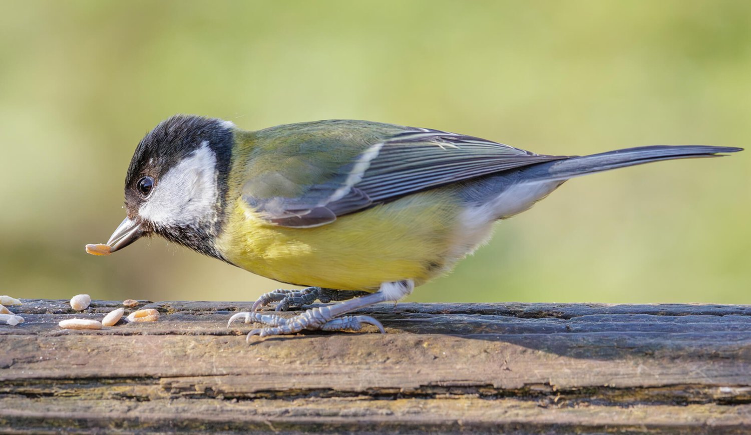 Great Tit - Photo 1