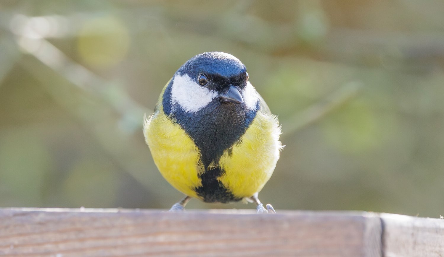 Great Tit - Photo 2