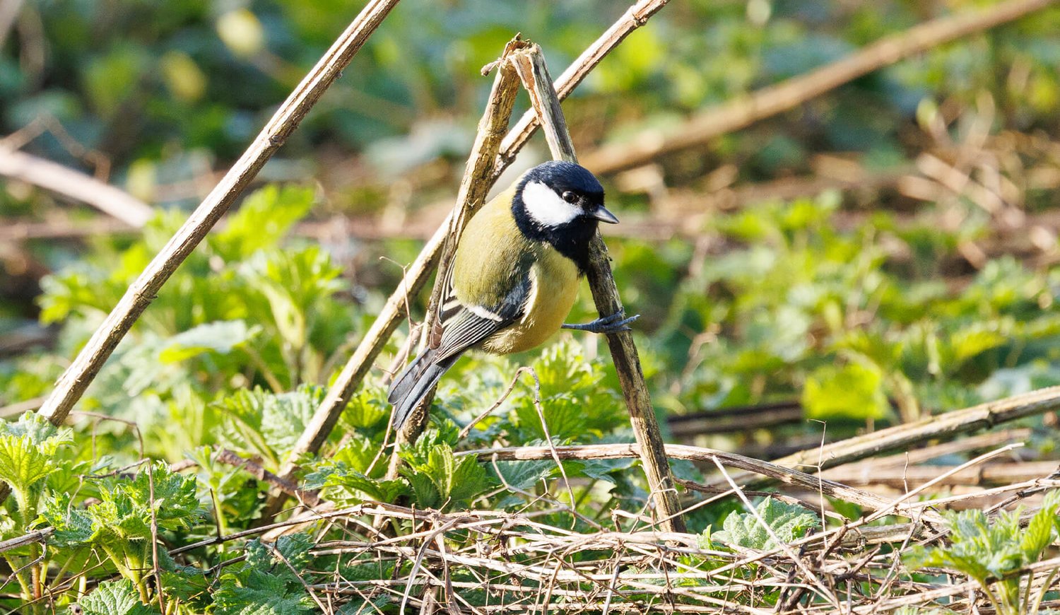 Great Tit - Photo 3