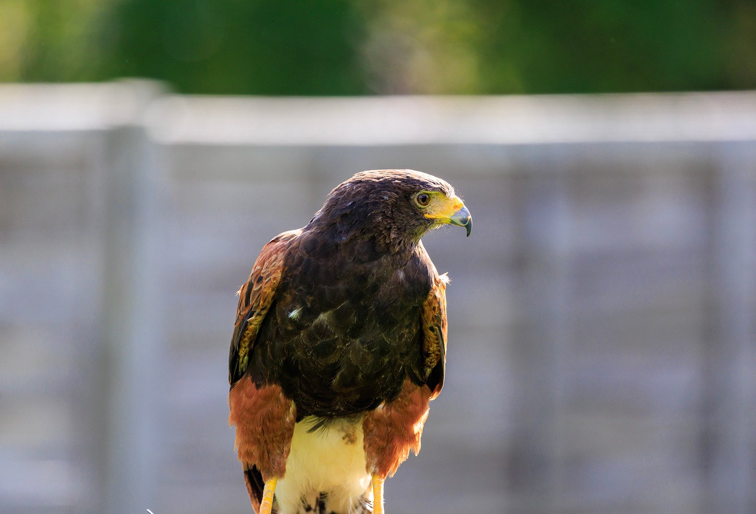 Harris Hawk - Photo 6