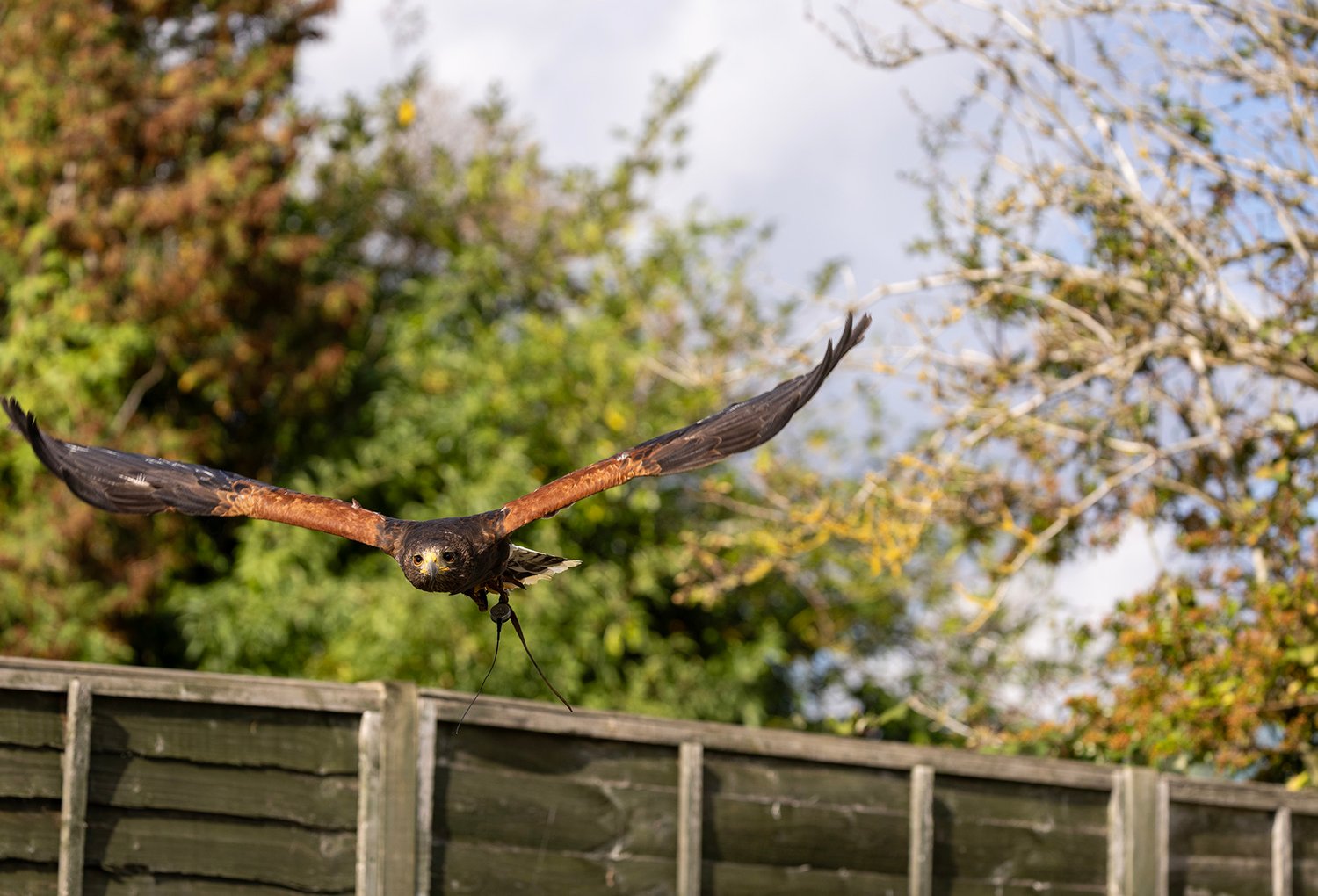 Harris Hawk - Photo 7