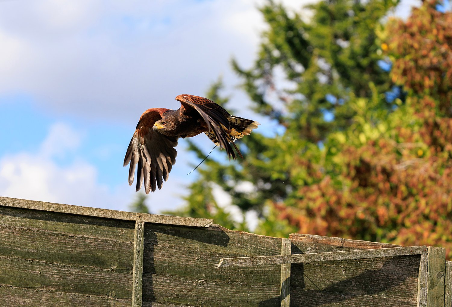 Harris Hawk - Photo 8