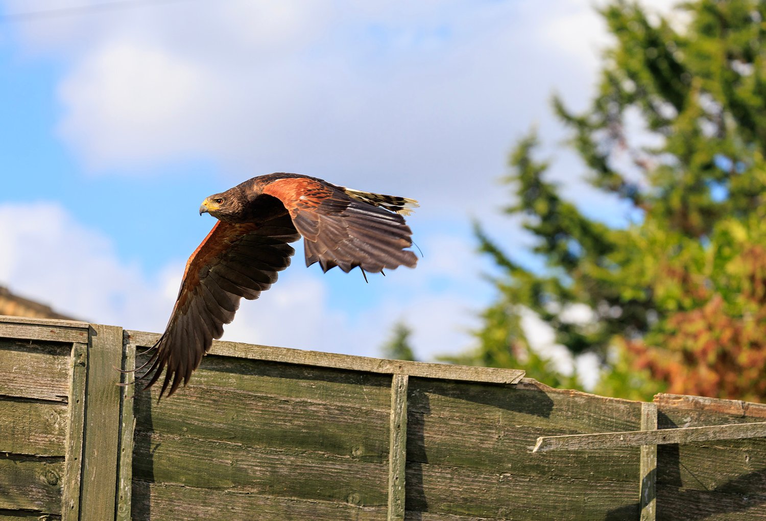 Harris Hawk - Photo 9