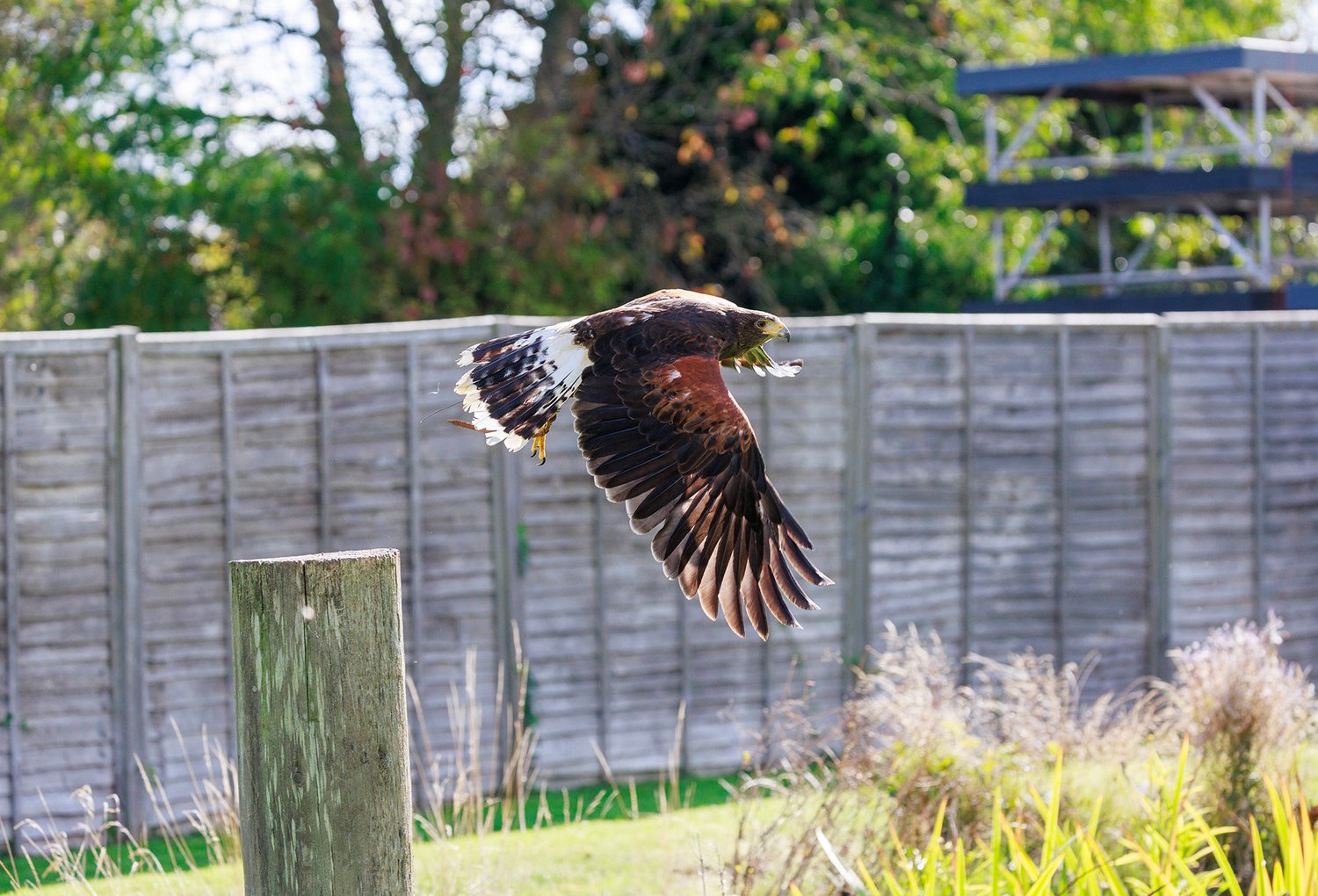 Harris Hawk - Photo 10