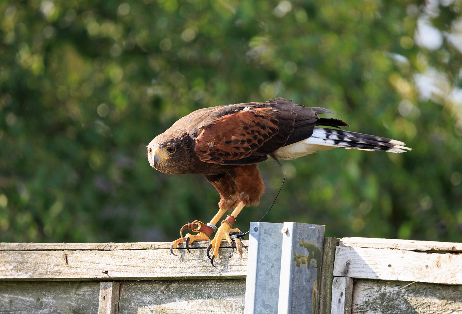 Harris Hawk - Photo 11