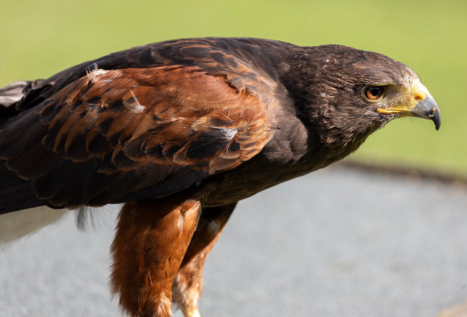 Harris Hawk - Photo 12