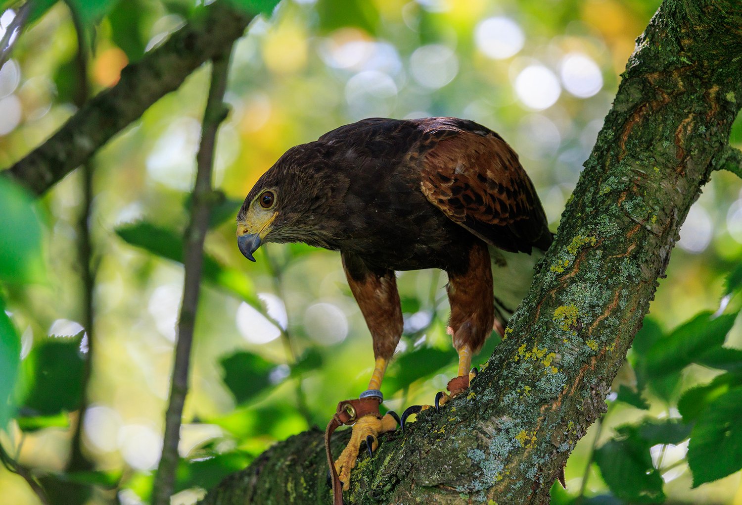 Harris Hawk - Photo 13