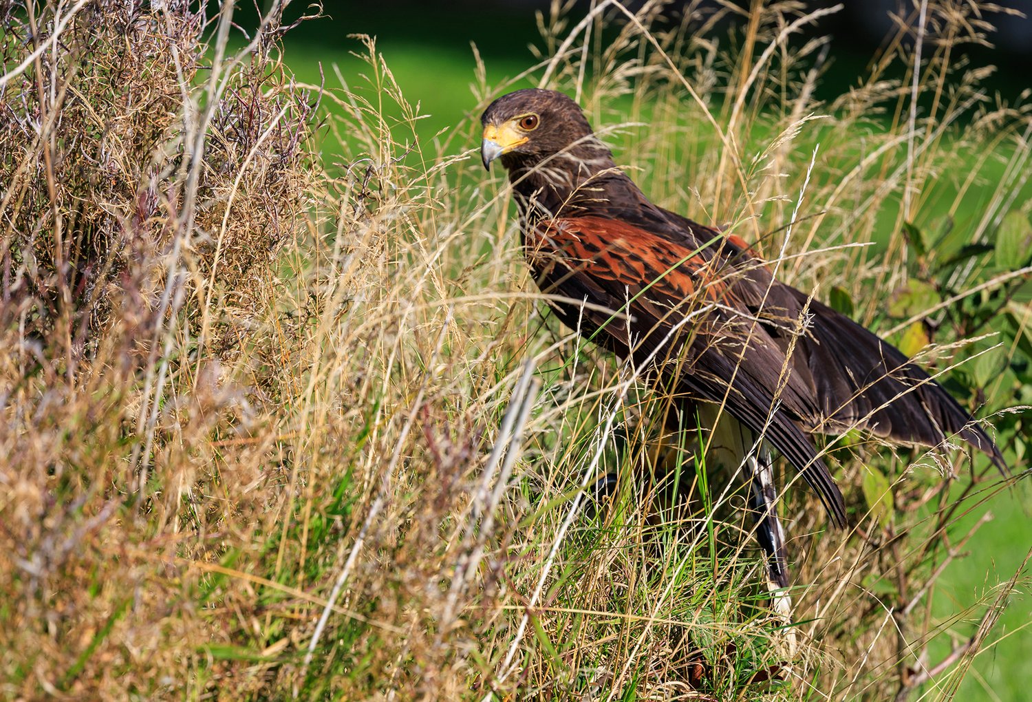 Harris Hawk - Photo 14