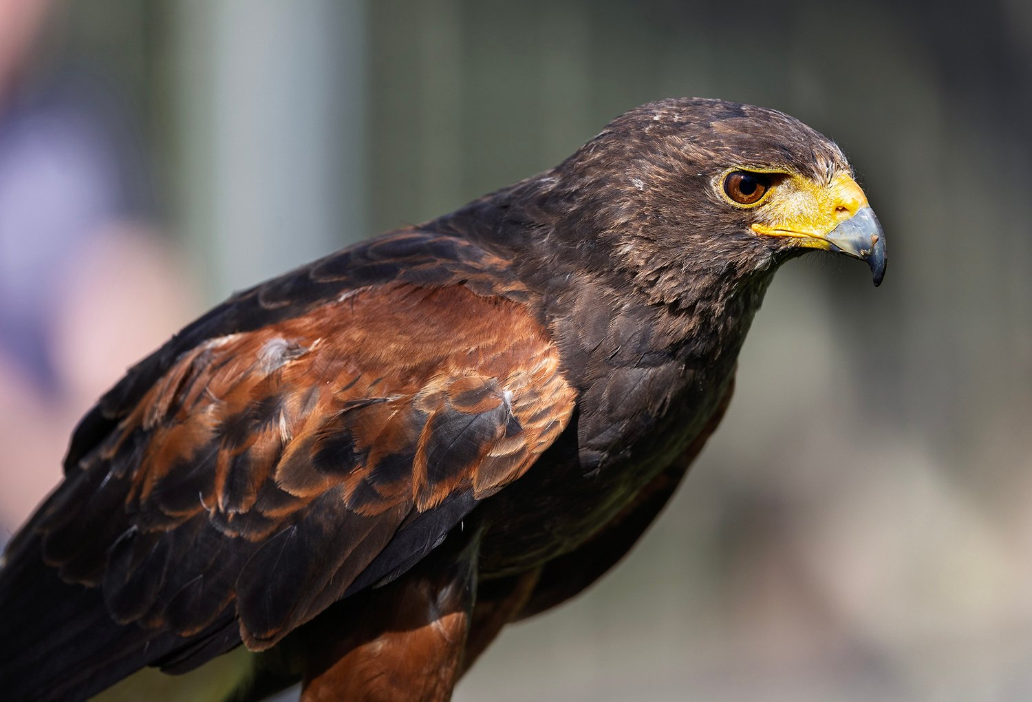 Harris Hawk - Photo 15