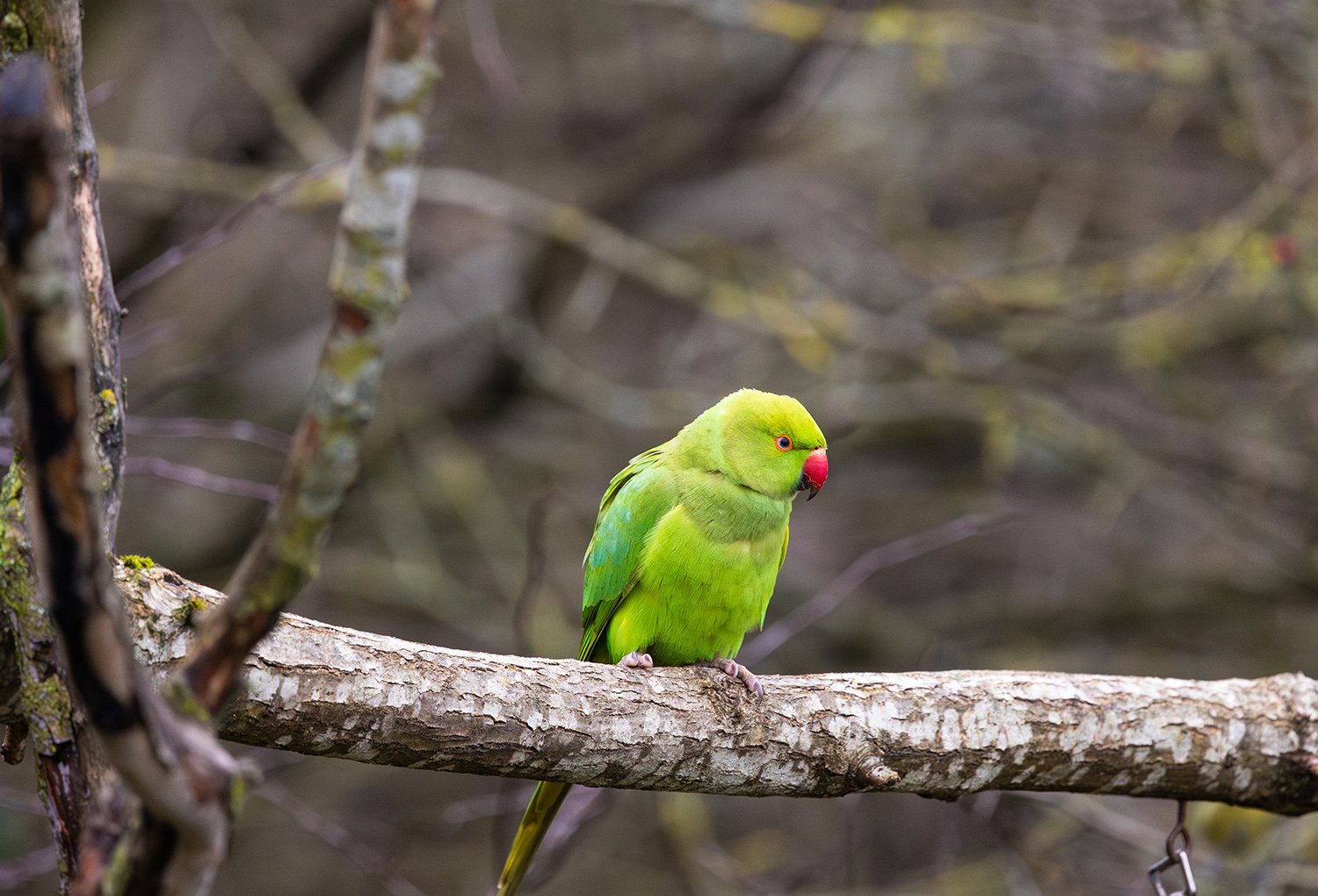 Rose-ringed Parakeet - Photo 2