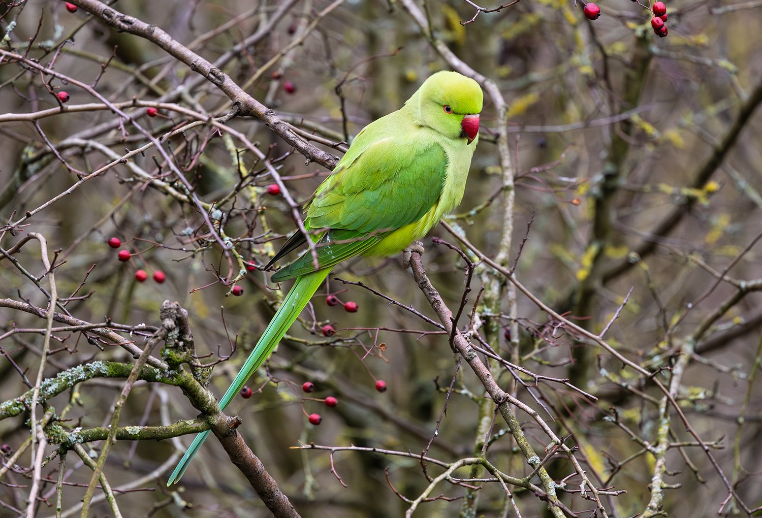 Rose-ringed Parakeet - Photo 3