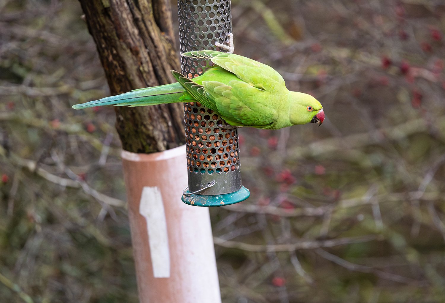 Rose-ringed Parakeet - Photo 4
