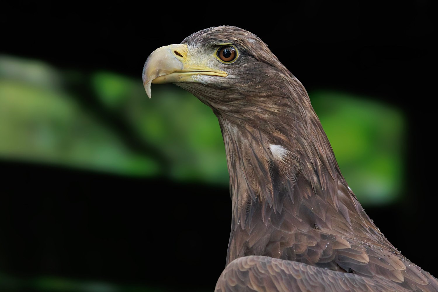 White-tailed Eagle - Photo 1