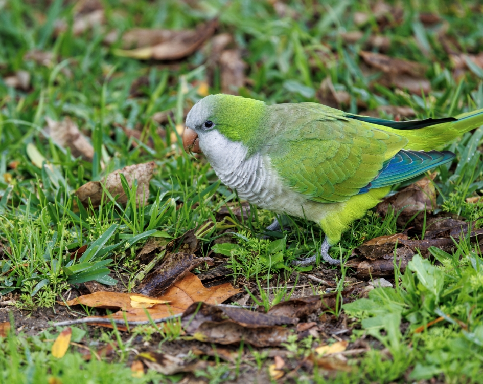 Close-up of a Monk parakeet foraging in green grass