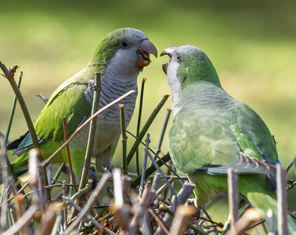 Two Monk parakeets interacting and vocalising on tree branches