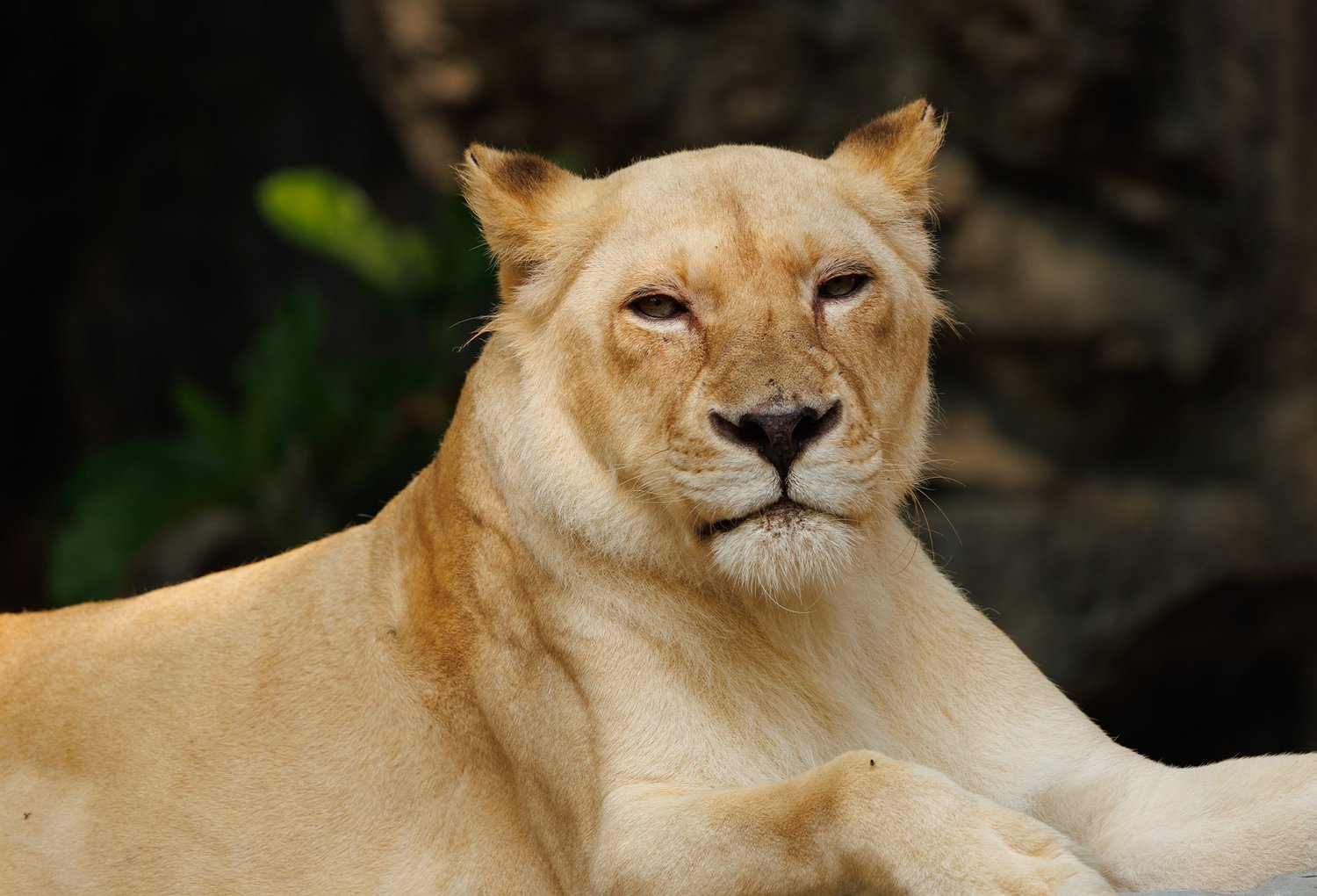 Lioness - Photo 1