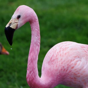 Andean Flamingo