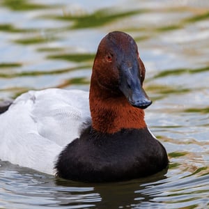 Find out more about Canvasback