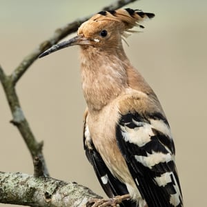 Find out more about Eurasian Hoopoe