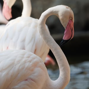 Find out more about Greater Flamingo
