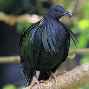 Find out more about Nicobar Pigeon