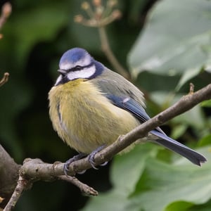 Eurasian Blue Tit