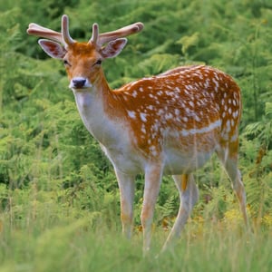 Find out more about Fallow Deer