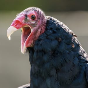 Find out more about Turkey Vulture