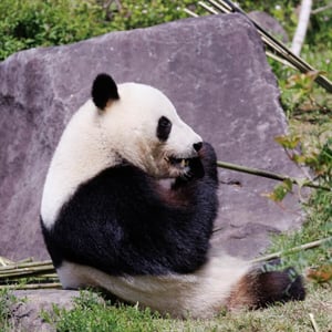 Find out more about Giant Panda