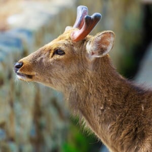 Find out more about Sika Deer