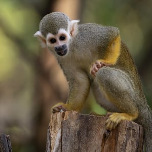 Find out more about Squirrel Monkey