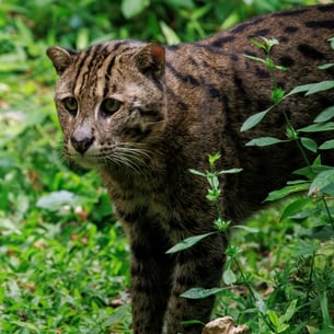 Go to Fishing Cat page