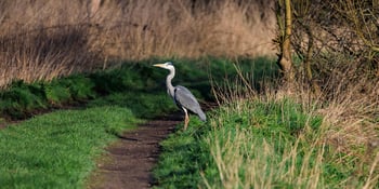 Exploring Attenborough Nature Reserve, a remarkable wetland habitat carved from former gravel pits and home to one of the East Midlands' largest Grey Heron colonies.