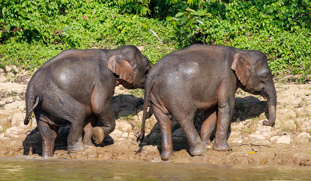Seeing the Big 5 in Borneo orangutan, proboscis monkey, saltwater crocodile, rhinoceros hornbill, and pygmy elephant let alone photographing them, can be a challenging task. Here's how I managed to do it.
