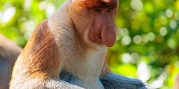 Seeing the Big 5 in Borneo orangutan, proboscis monkey, saltwater crocodile, rhinoceros hornbill, and pygmy elephant let alone photographing them, can be a challenging task. Here's how I managed to do it.
