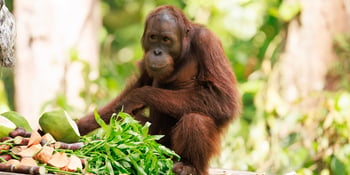A complete guide to visiting the Sepilok Orangutan Rehabilitation Centre in Sabah, Borneo, including feeding times, nursery viewing, and photography tips.