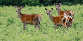 Exploring the wild deer, ancient woodland, and historic ruins of Bradgate Park.