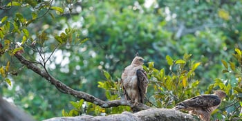 Searching the Sepilok canopy for the elusive Wallace's Hawk-Eagle, from early-bird entry at the Rainforest Discovery Centre to a rewarding morning on Hornbill Tower.