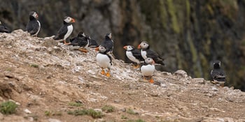 A first-hand guide to visiting Skomer Island for puffin photography, covering the boat crossing from Martin's Haven, the island's golden rules, and the best spots for capturing puffins and other seabirds.