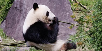 Exploring the wildlife and exhibits at Tokyo's famous Ueno Zoo.