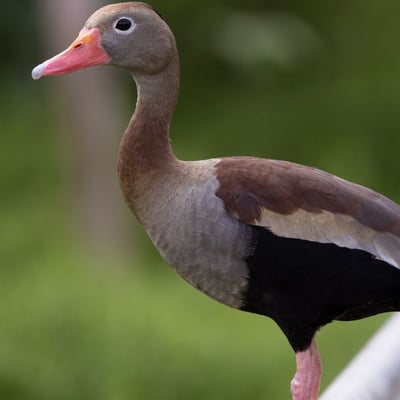 A long-legged duck with a chestnut back, black belly, and a bright pink bill perched on a log.